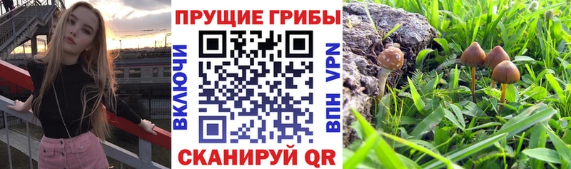Купить где  Карабулак  Псилоцибиновые грибы Cubensis 